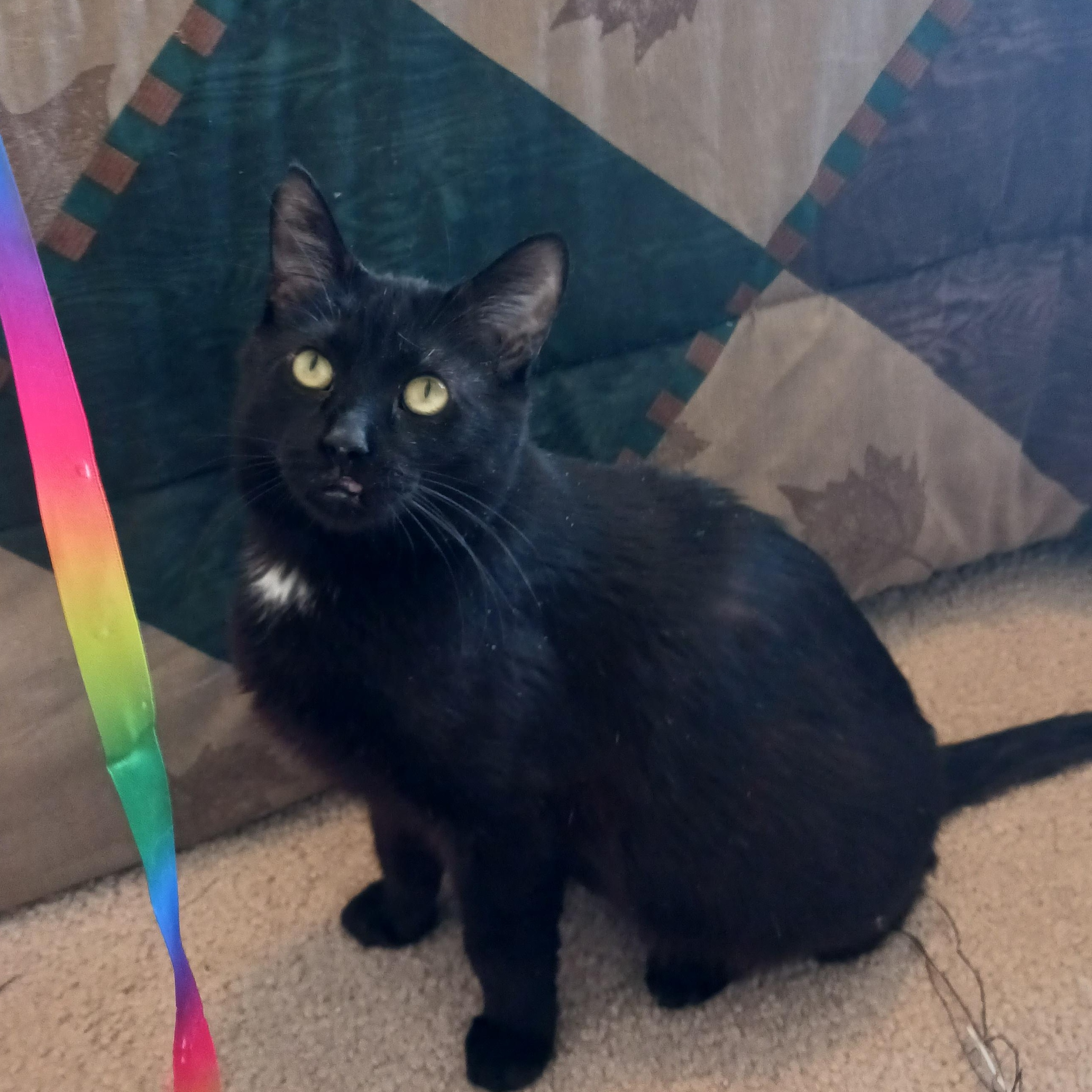 Grace, ADOPTABLE, Young Female Domestic Short Hair.