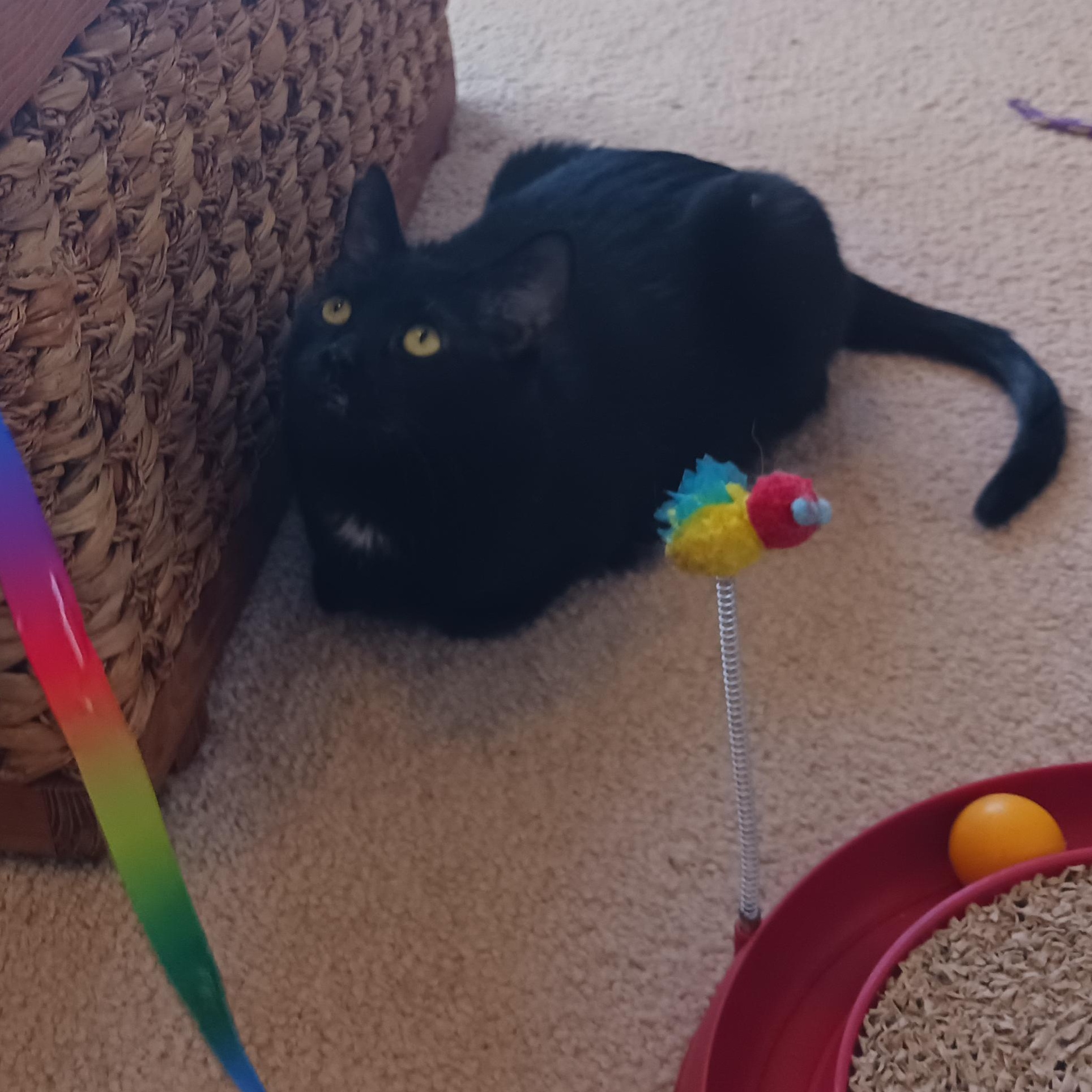 Enlarge Grace, a ADOPTABLE Domestic Short Hair in Morgantown, WV image 5/6