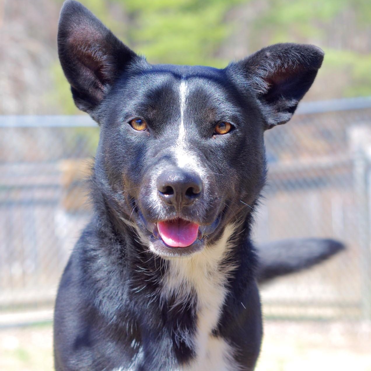 Lil Angus, an adoptable mixed breed in Sautee Nacoochee, GA image 3/4