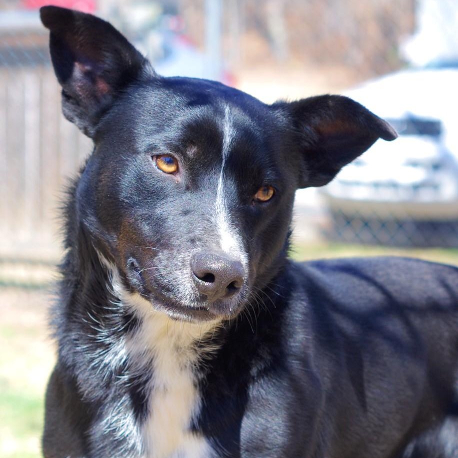 Lil Angus, an adoptable mixed breed in Sautee Nacoochee, GA image 2/4