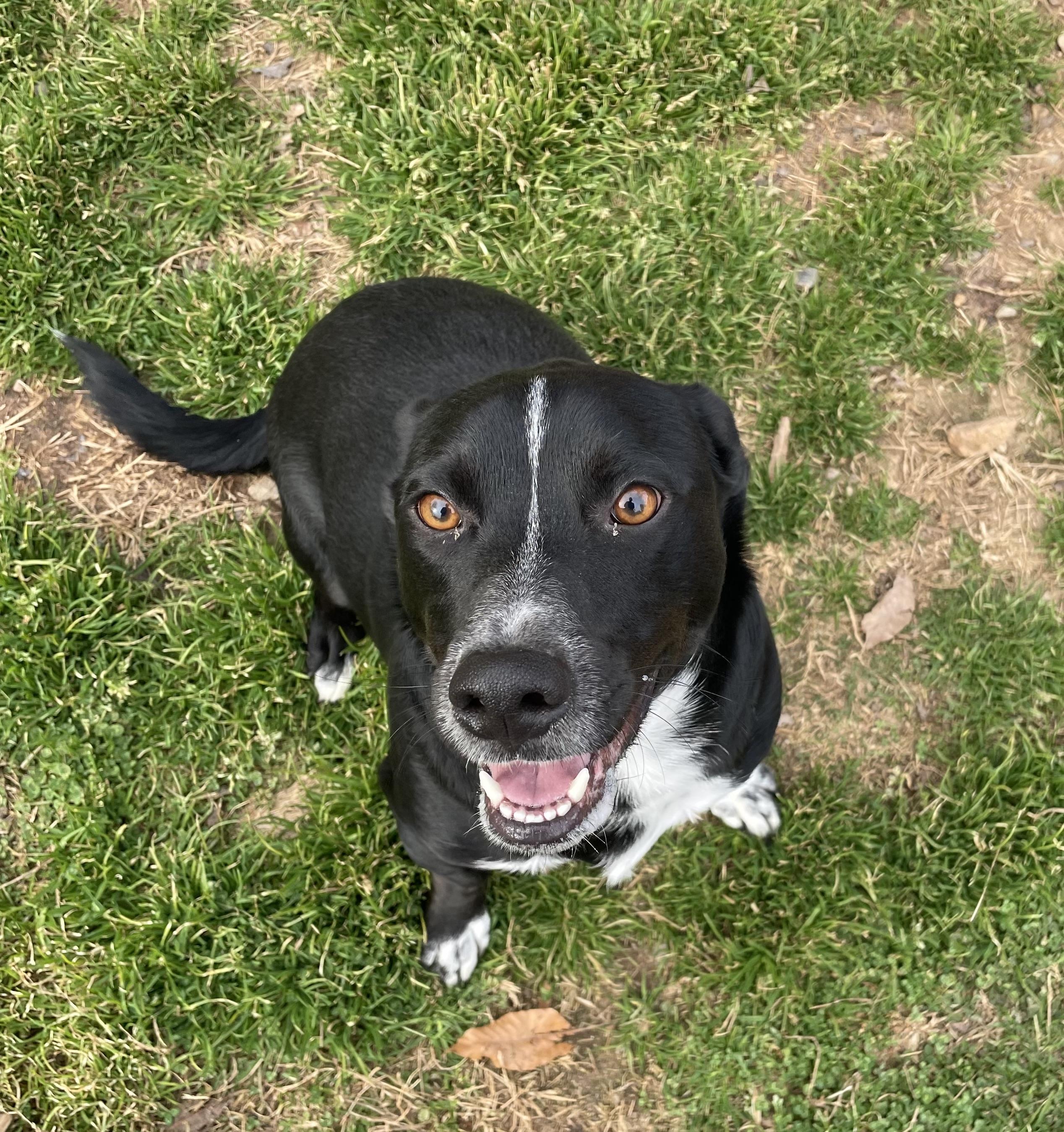 Lil Angus, an adoptable mixed breed in Sautee Nacoochee, GA image 4/4