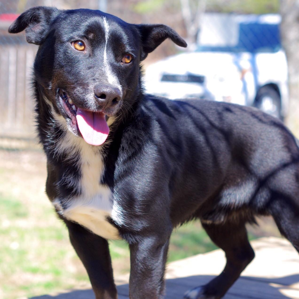 Lil Angus, adoptable, Adult Male Pembroke Welsh Corgi & Black Labrador Retriever.