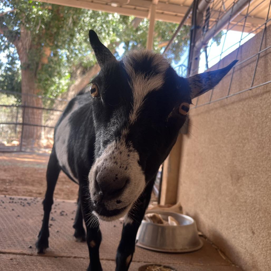 Enlarge Buddy, a Adoptable mixed breed in Kanab, UT image 1/1