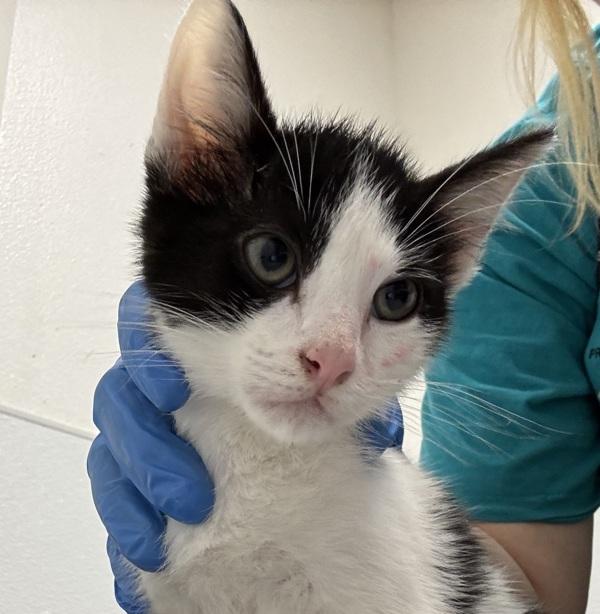 Candycane, Adoptable, Kitten Male Domestic Short Hair.