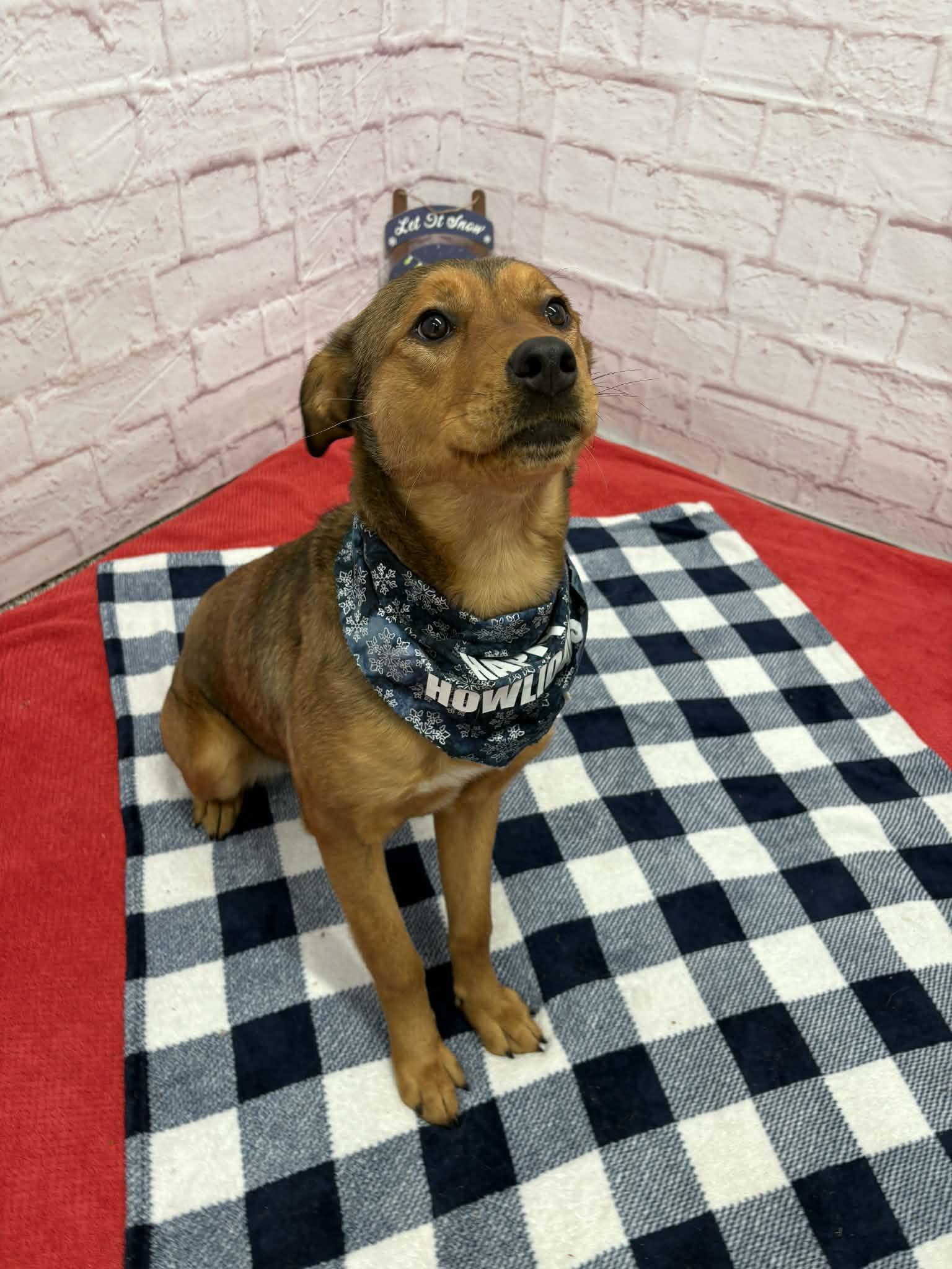 Enlarge Jane, a Adoptable mixed breed in Oxford, MI image 3/6