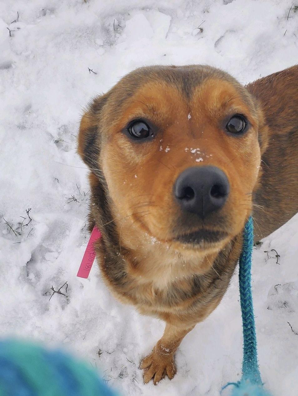 Enlarge Jane, a Adoptable mixed breed in Oxford, MI image 1/6
