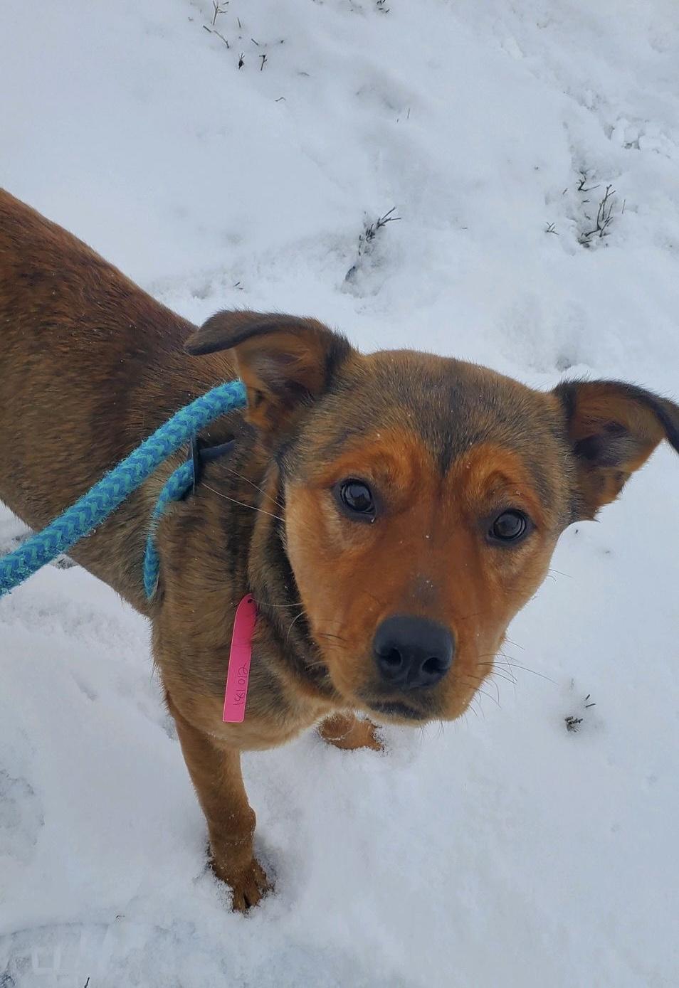 Enlarge Jane, a Adoptable mixed breed in Oxford, MI image 6/6