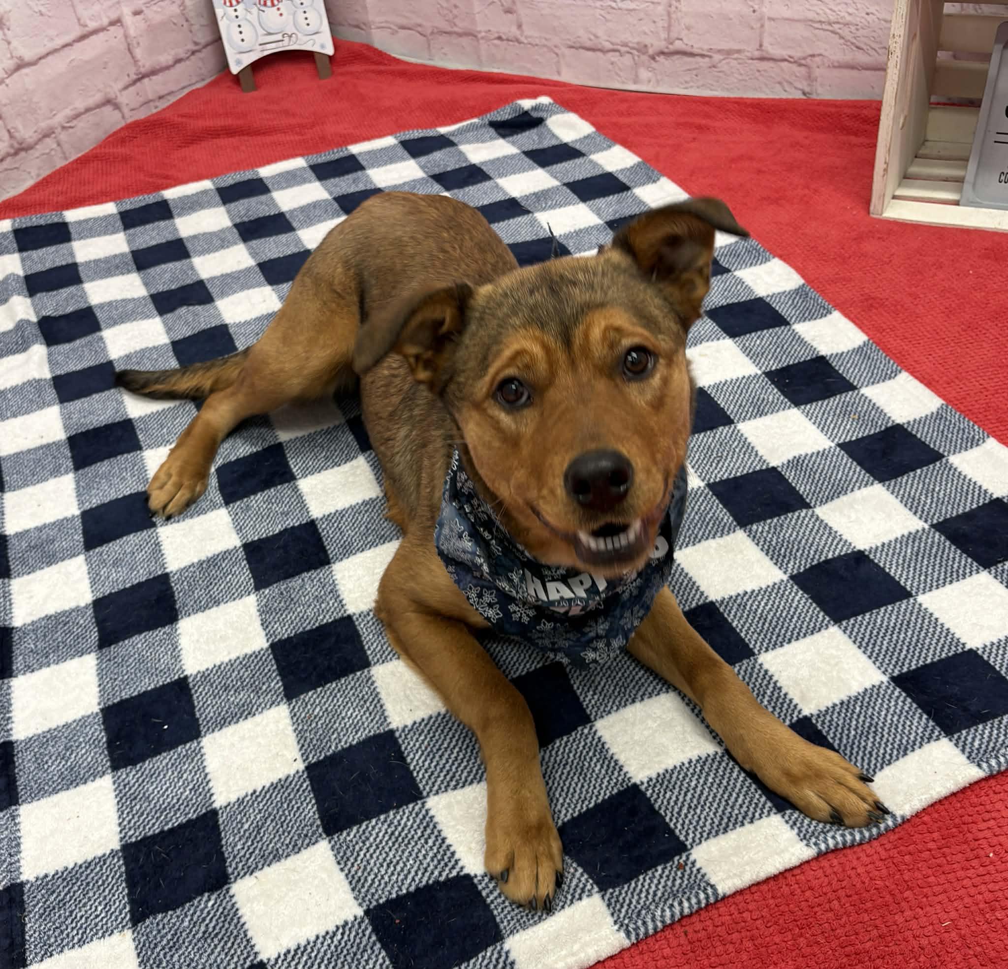 Enlarge Jane, a Adoptable mixed breed in Oxford, MI image 2/6