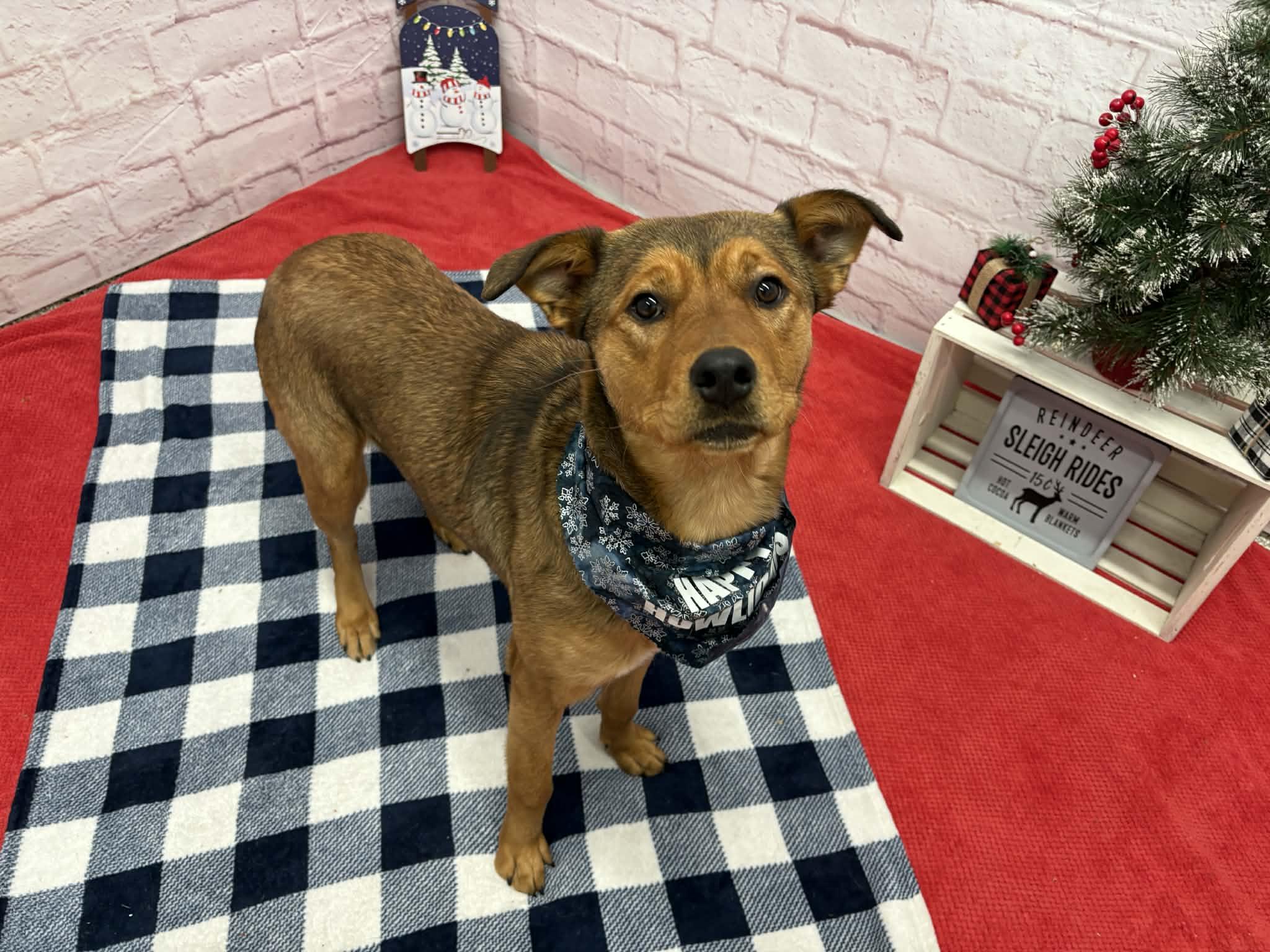 Enlarge Jane, a Adoptable mixed breed in Oxford, MI image 4/6