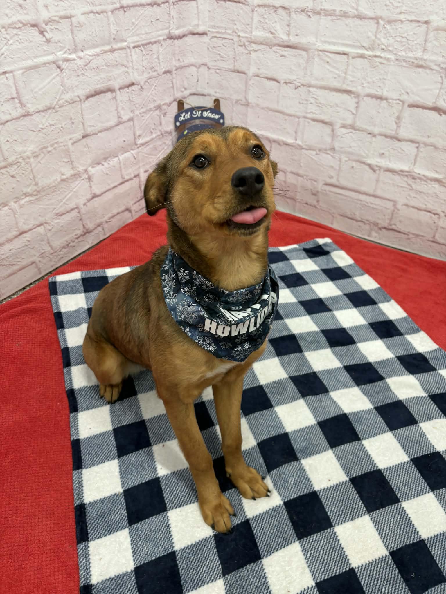 Enlarge Jane, a Adoptable mixed breed in Oxford, MI image 5/6