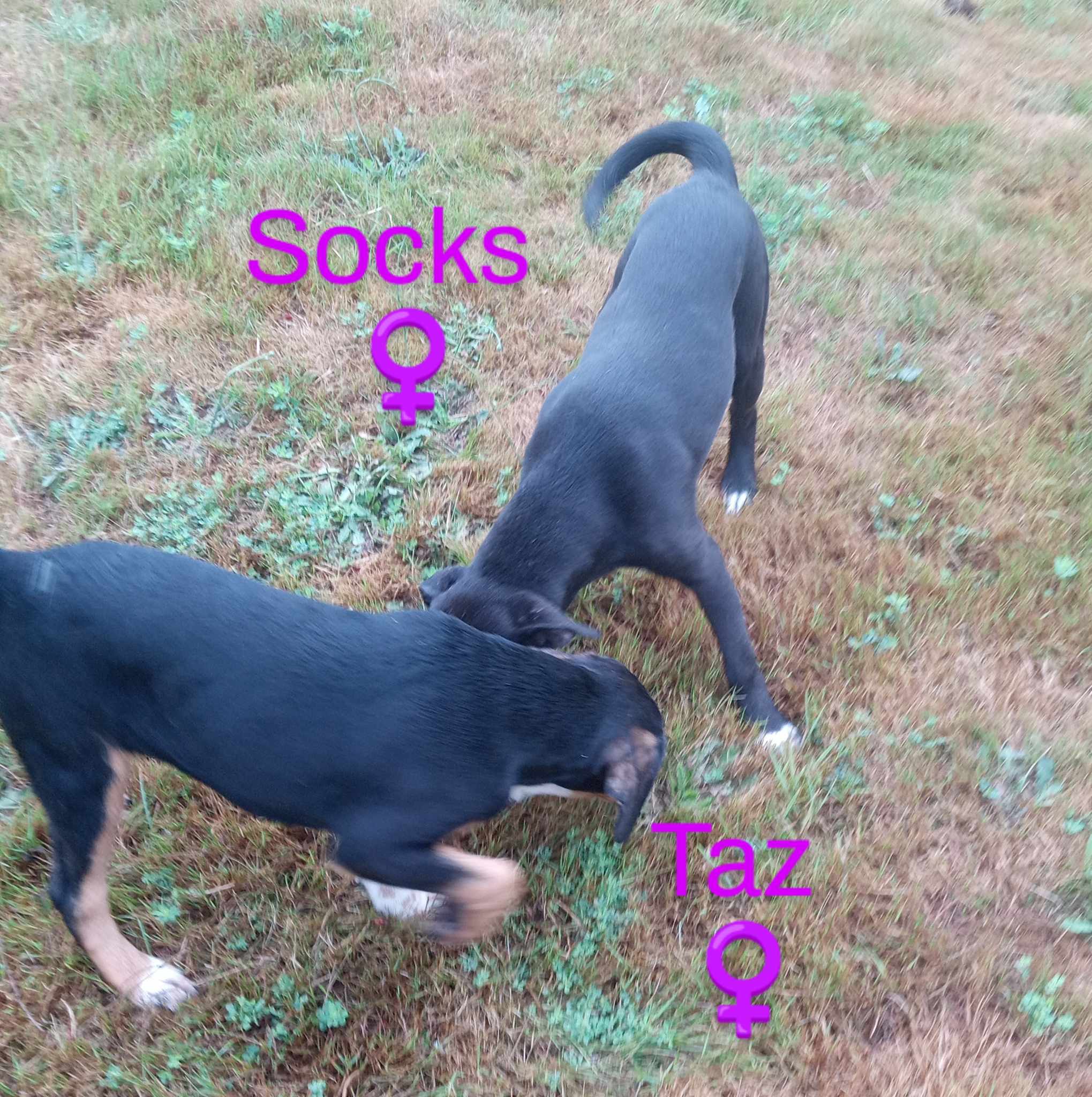 Taz, Young Female Black Labrador Retriever