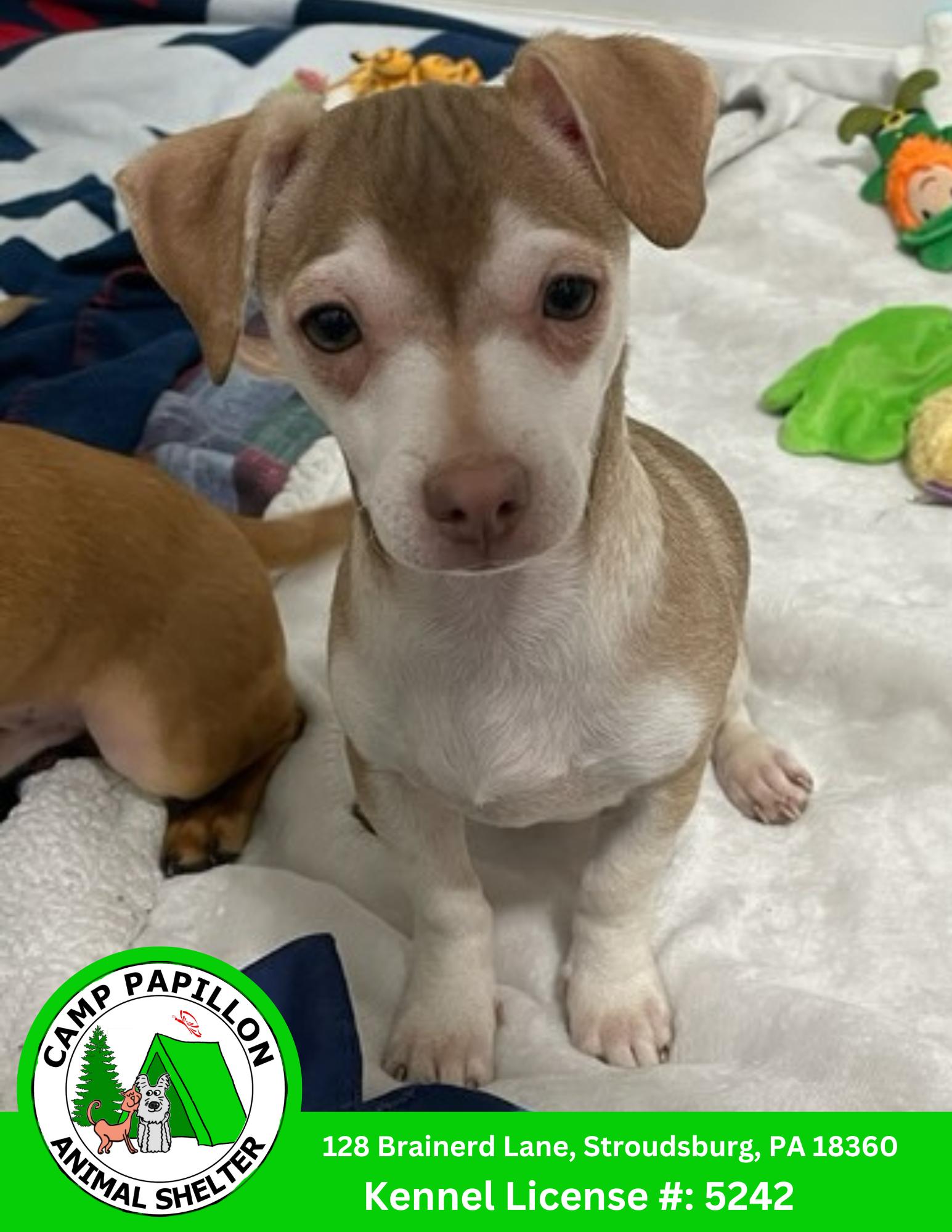 Sneezy, Adopted, Young Male Chihuahua.