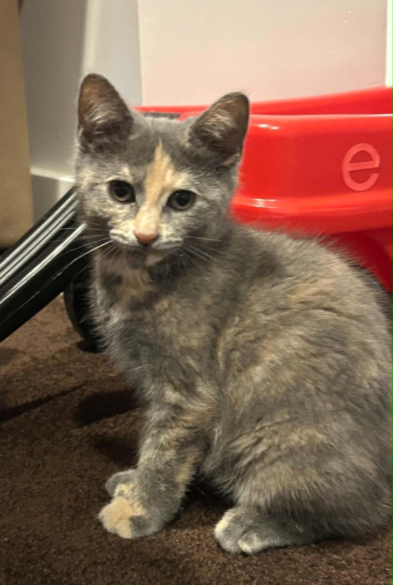 Enlarge Angie, a Adoptable Domestic Short Hair in Wading River, NY image 6/6