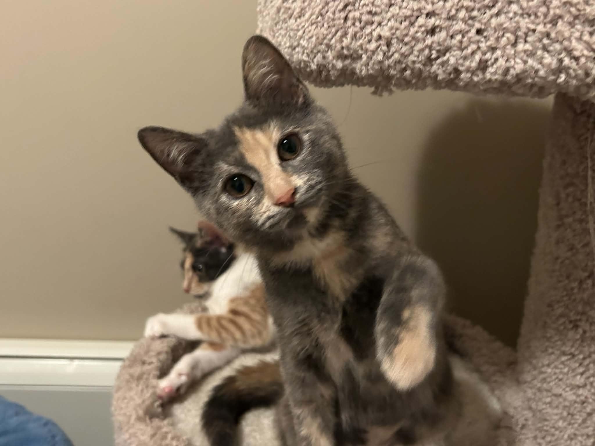 Enlarge Angie, a Adoptable Domestic Short Hair in Wading River, NY image 3/6