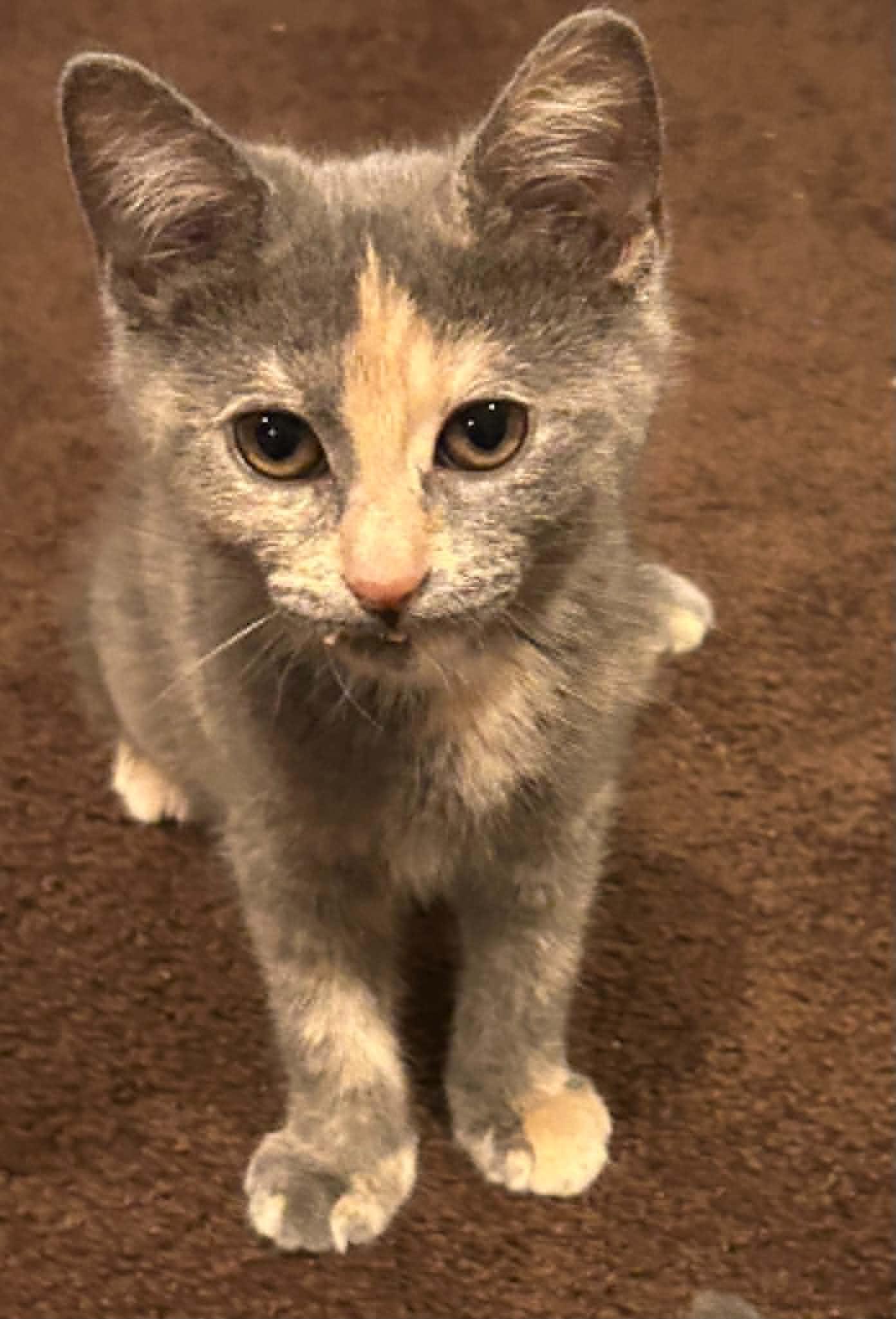 Enlarge Angie, a Adoptable Domestic Short Hair in Wading River, NY image 5/6