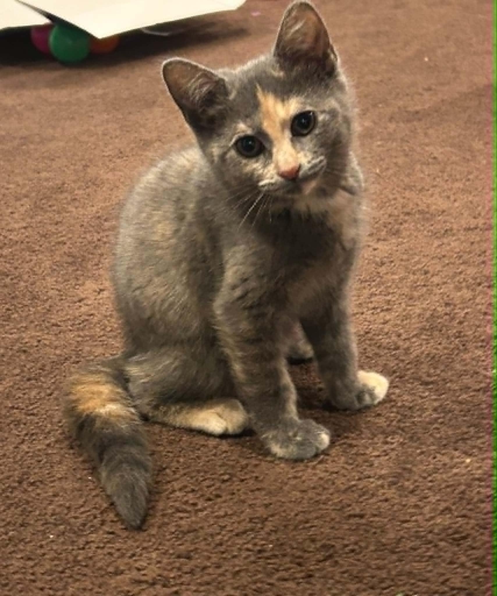 Enlarge Angie, a Adoptable Domestic Short Hair in Wading River, NY image 4/6