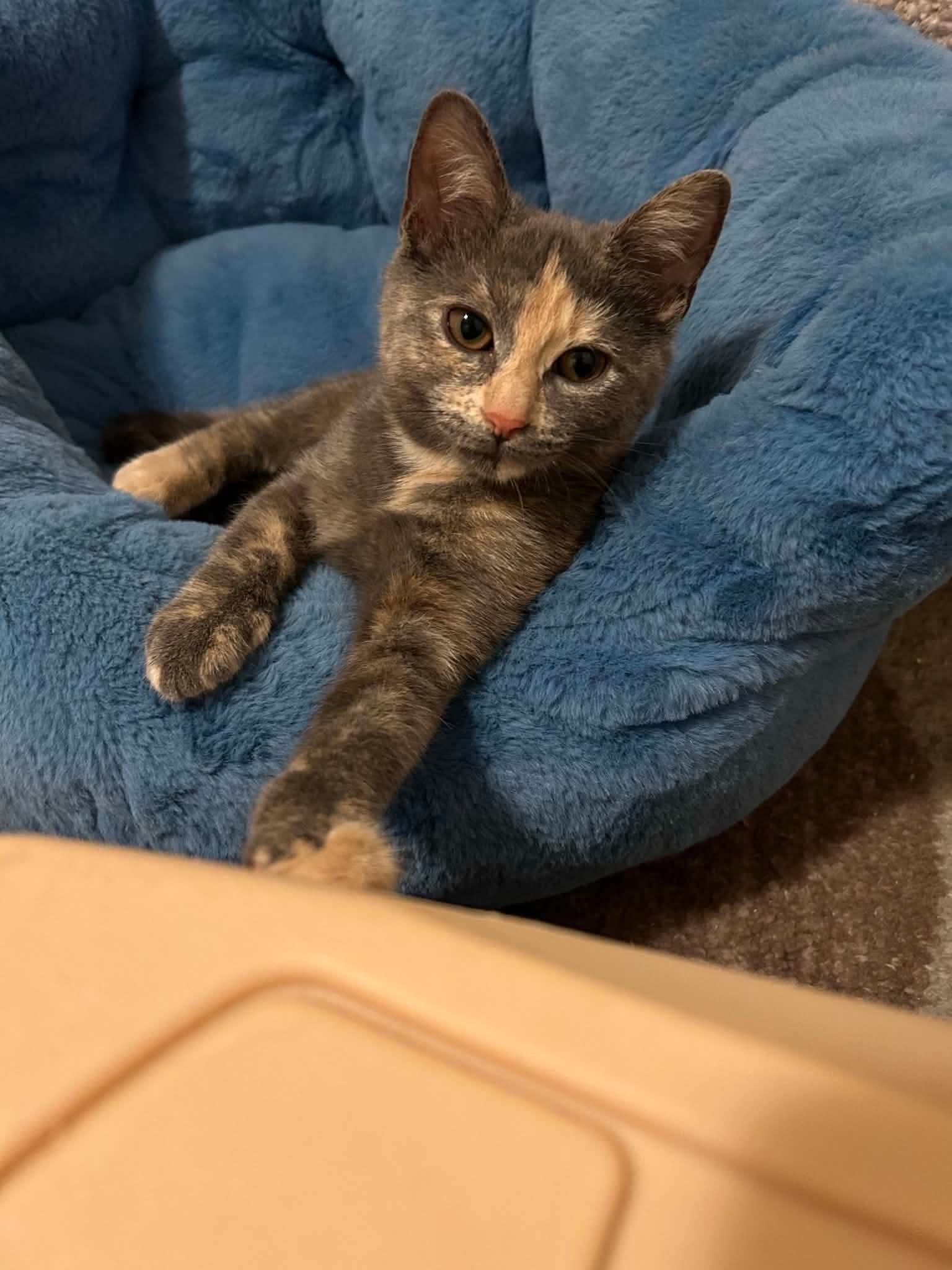 Enlarge Angie, a Adoptable Domestic Short Hair in Wading River, NY image 2/6