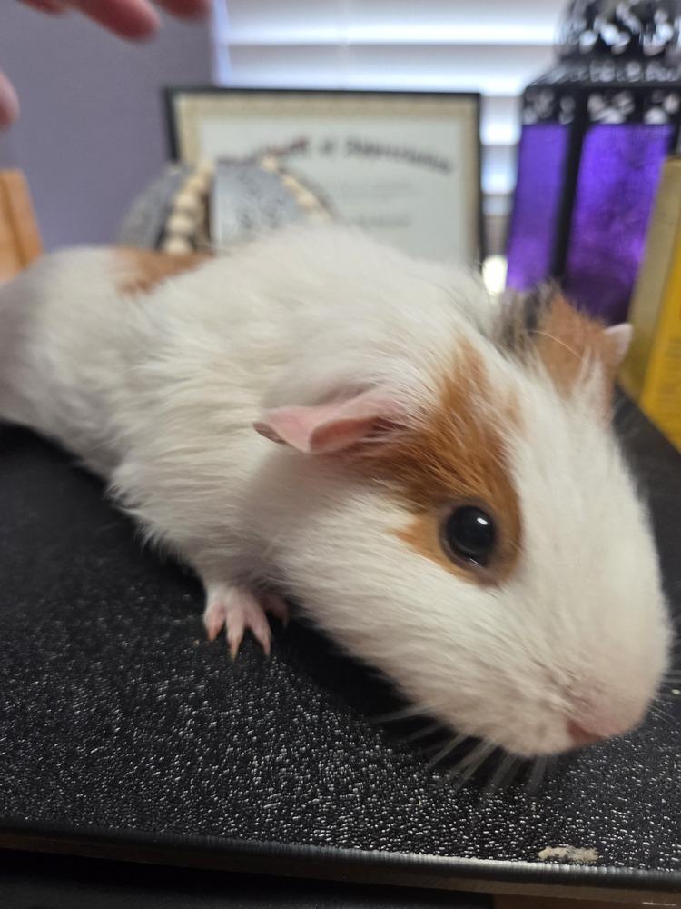 Poppy & Arielle, a Adoptable Guinea Pig in Austin, TX image 4/6