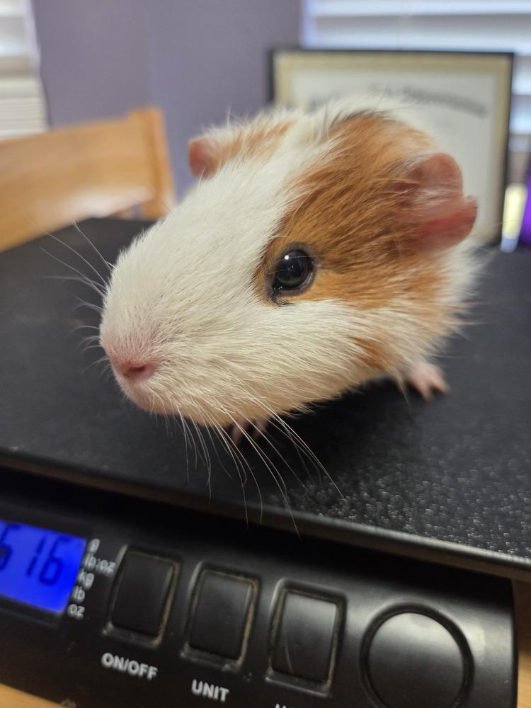 Poppy & Arielle, a Adoptable Guinea Pig in Austin, TX image 6/6