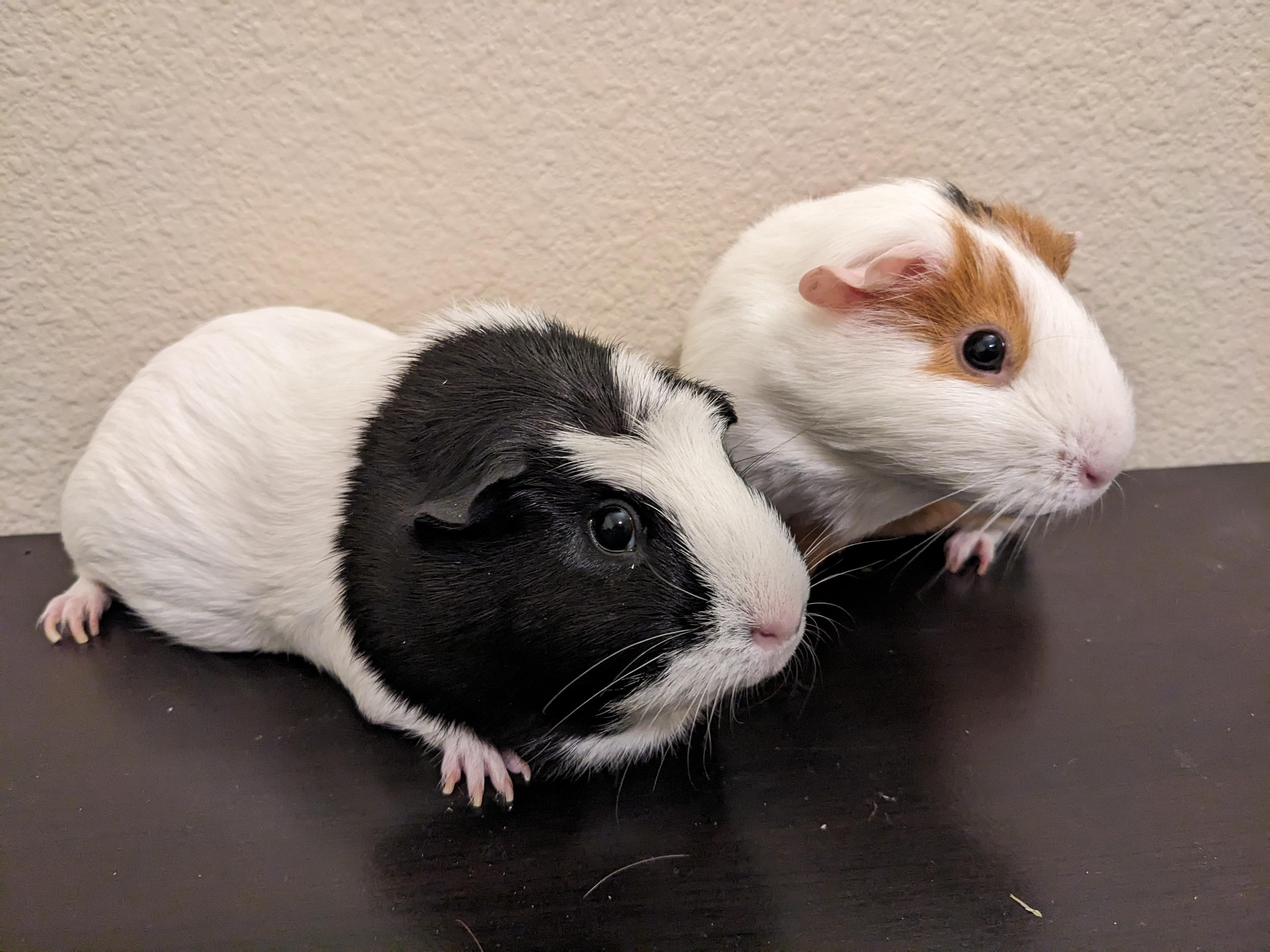 Enlarge Poppy & Arielle, an adopted Guinea Pig in Austin, TX image 2/6
