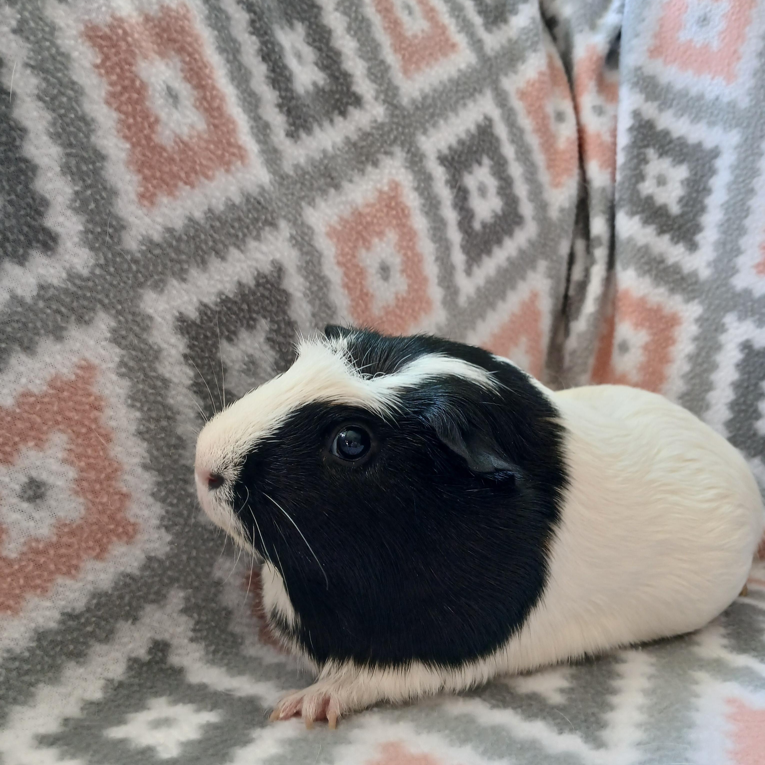 Poppy, a Adoptable Guinea Pig in Austin, TX image 4/5