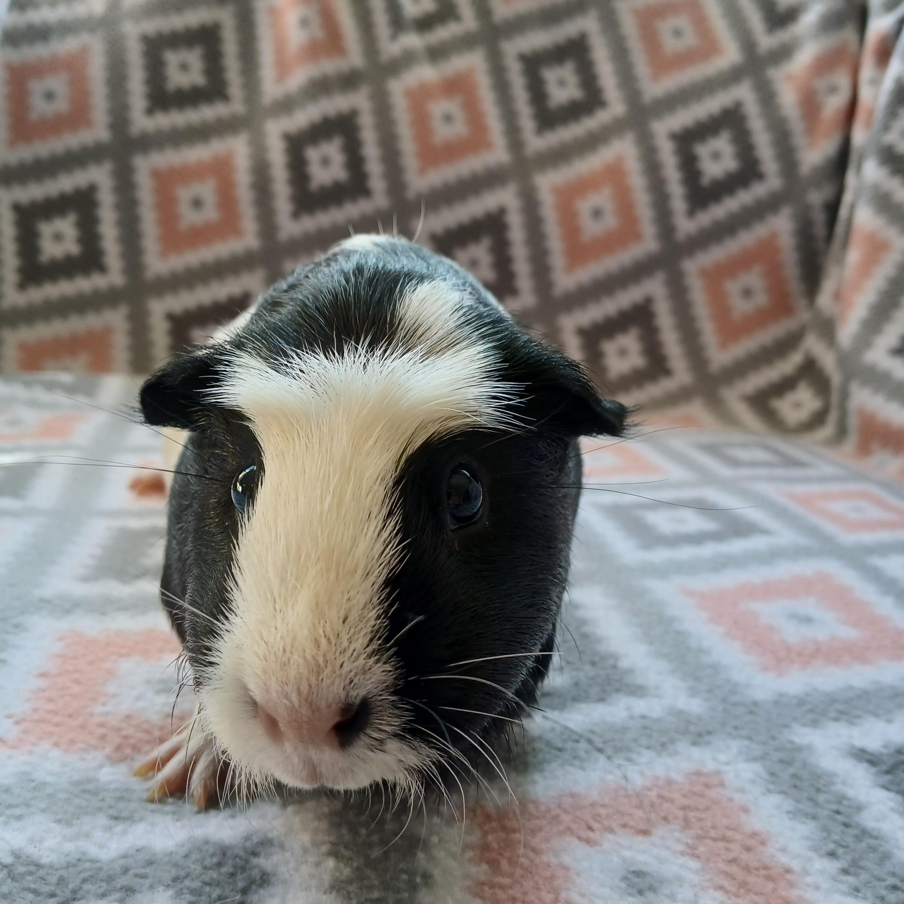 Poppy, a Adoptable Guinea Pig in Austin, TX image 2/5