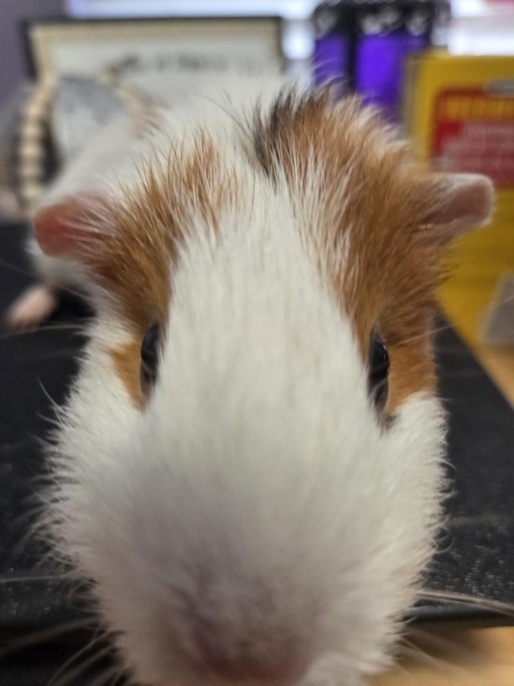 Poppy & Arielle, a Adoptable Guinea Pig in Austin, TX image 5/6