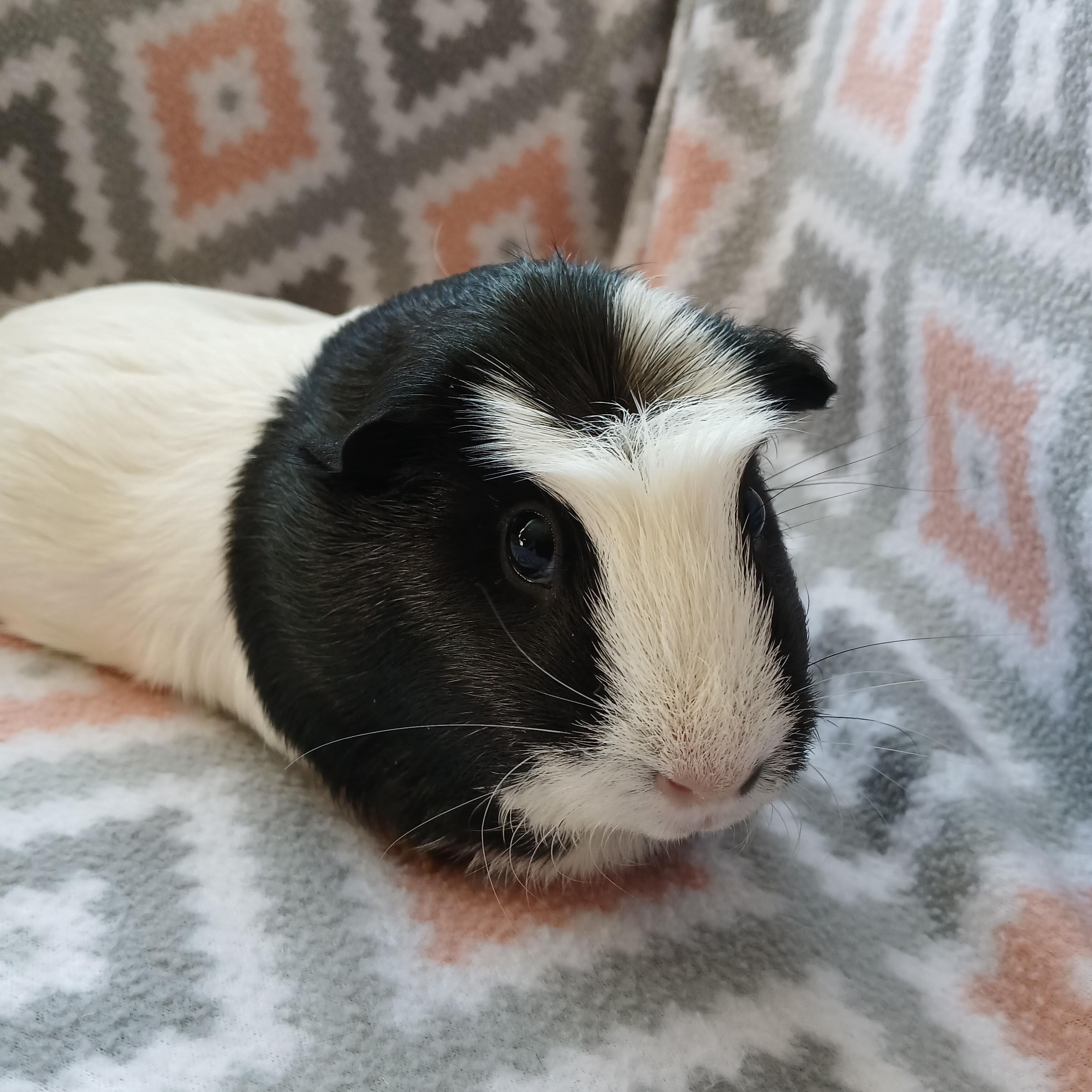 Poppy, a Adoptable Guinea Pig in Austin, TX image 3/5