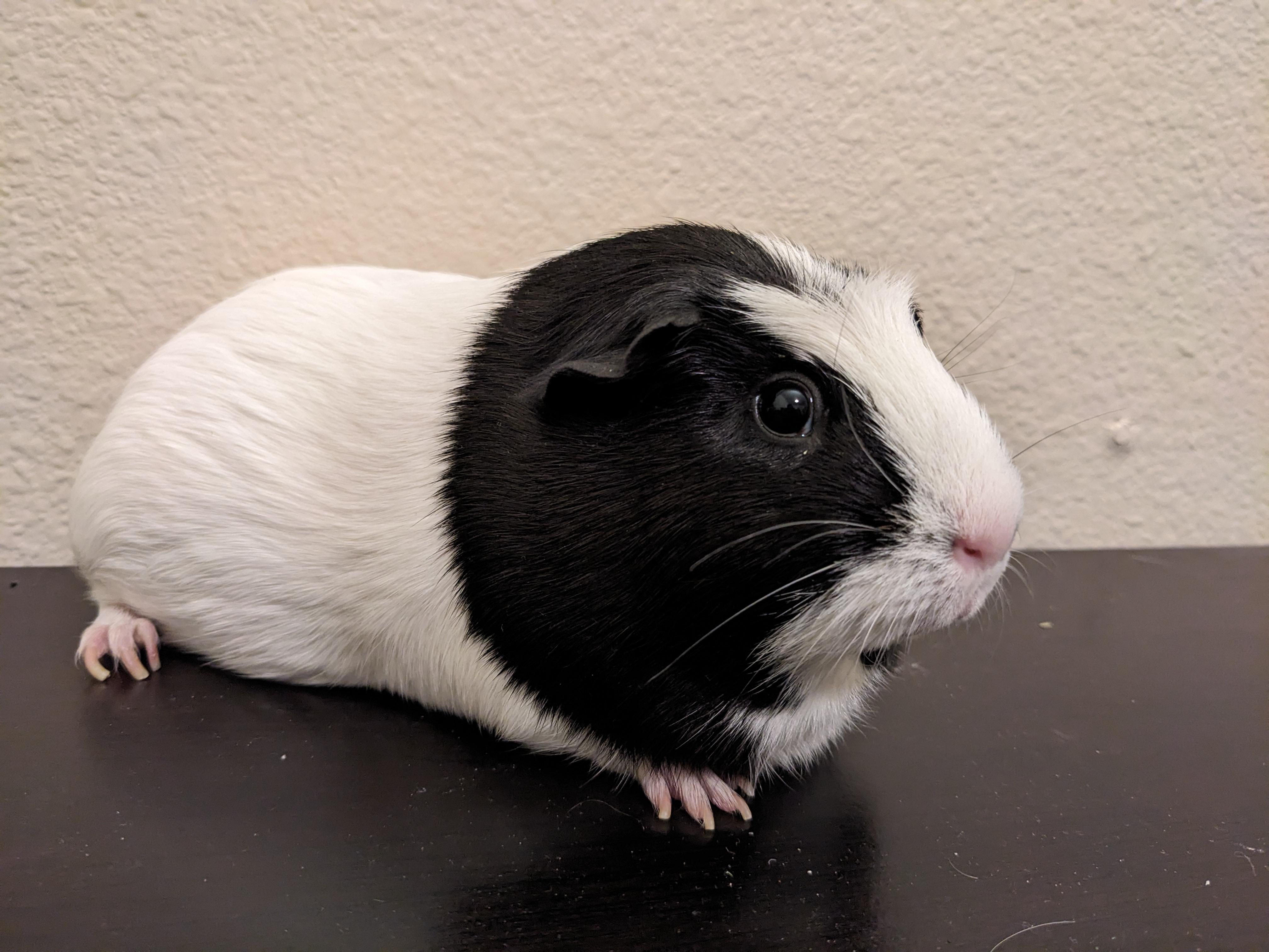 Enlarge Poppy & Arielle, an adopted Guinea Pig in Austin, TX image 5/6