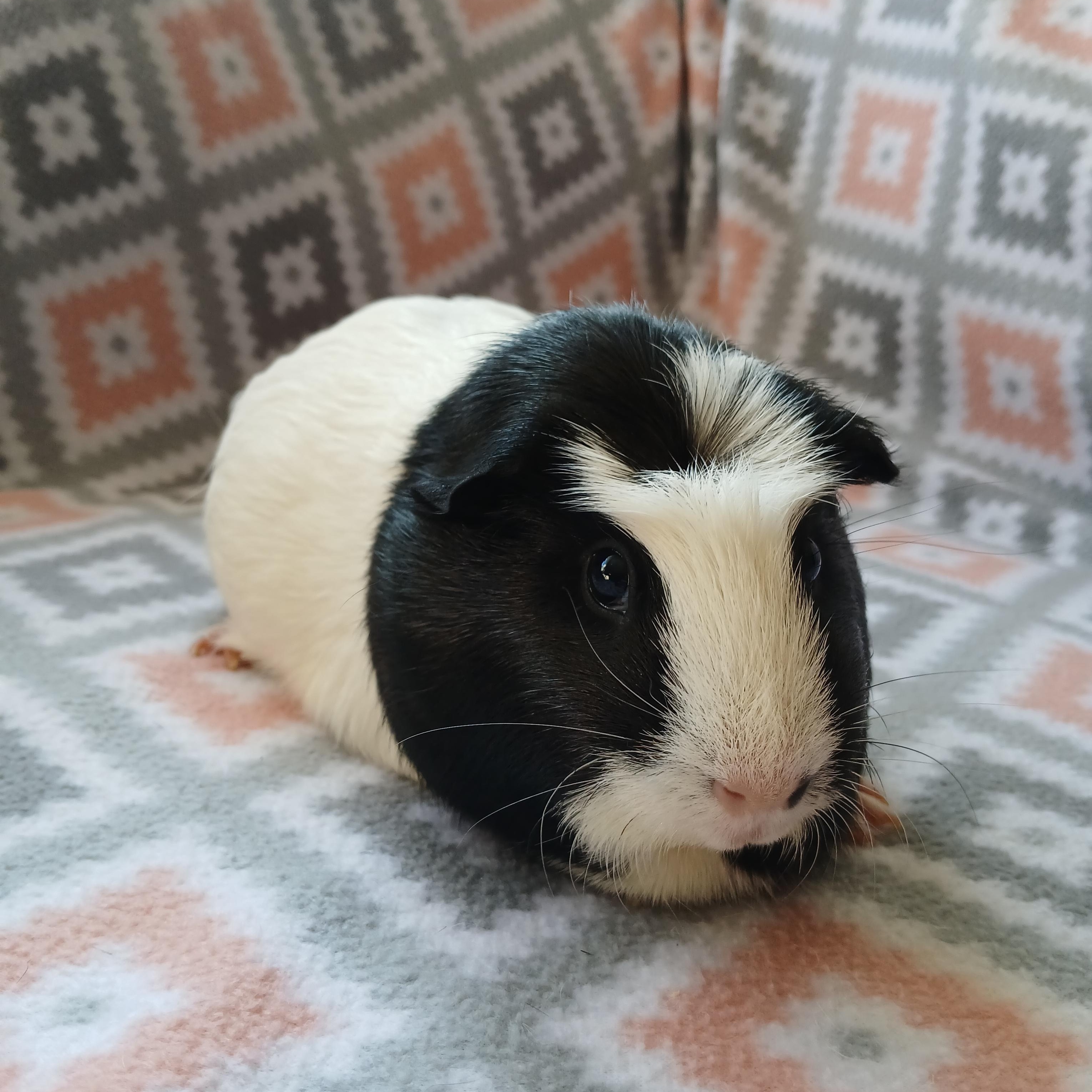 Poppy, a Adoptable Guinea Pig in Austin, TX image 1/5