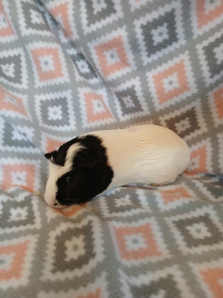 Poppy, a Adoptable Guinea Pig in Austin, TX image 5/5