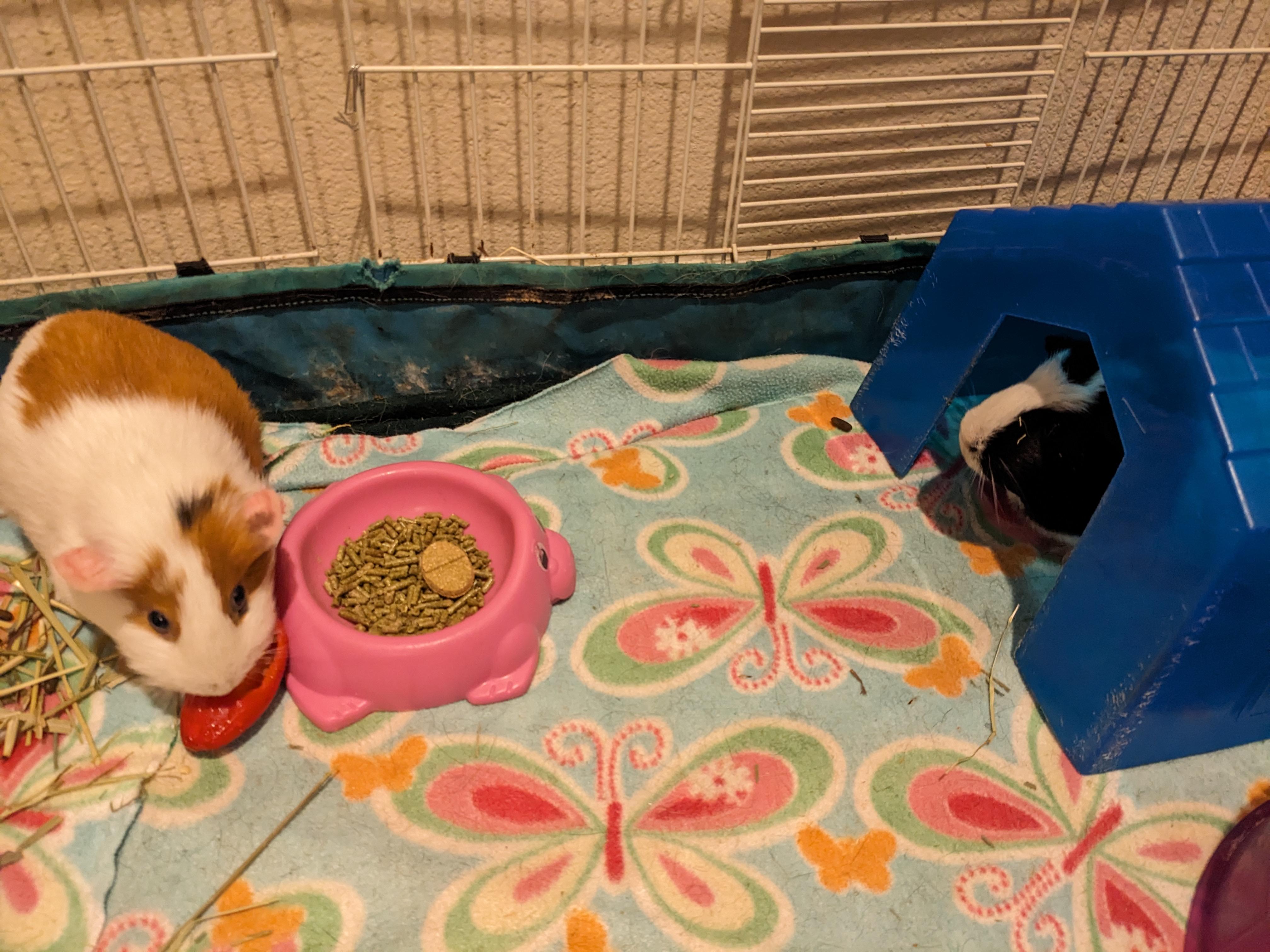 Enlarge Poppy & Arielle, an adopted Guinea Pig in Austin, TX image 6/6