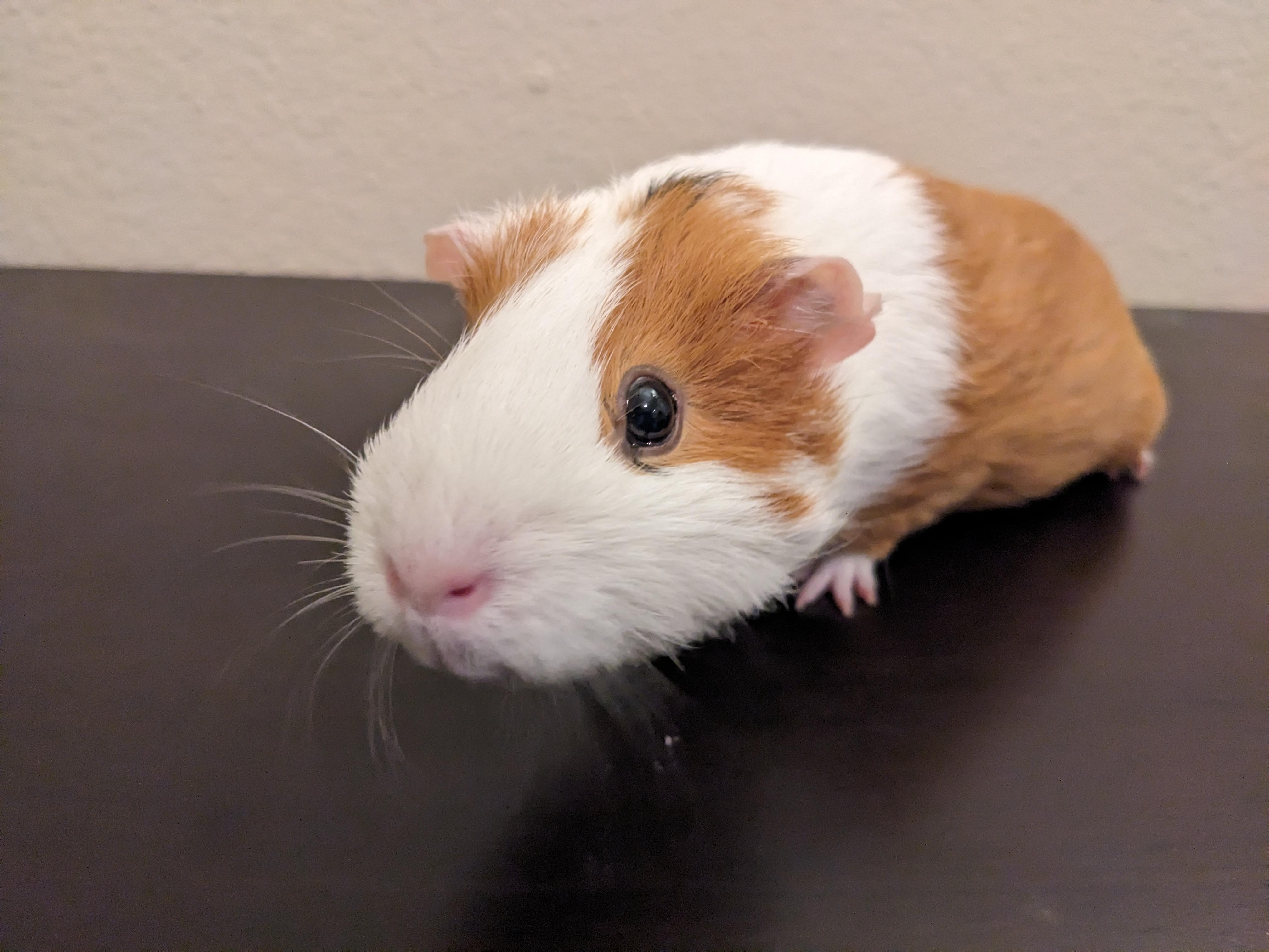 Enlarge Poppy & Arielle, an adopted Guinea Pig in Austin, TX image 4/6