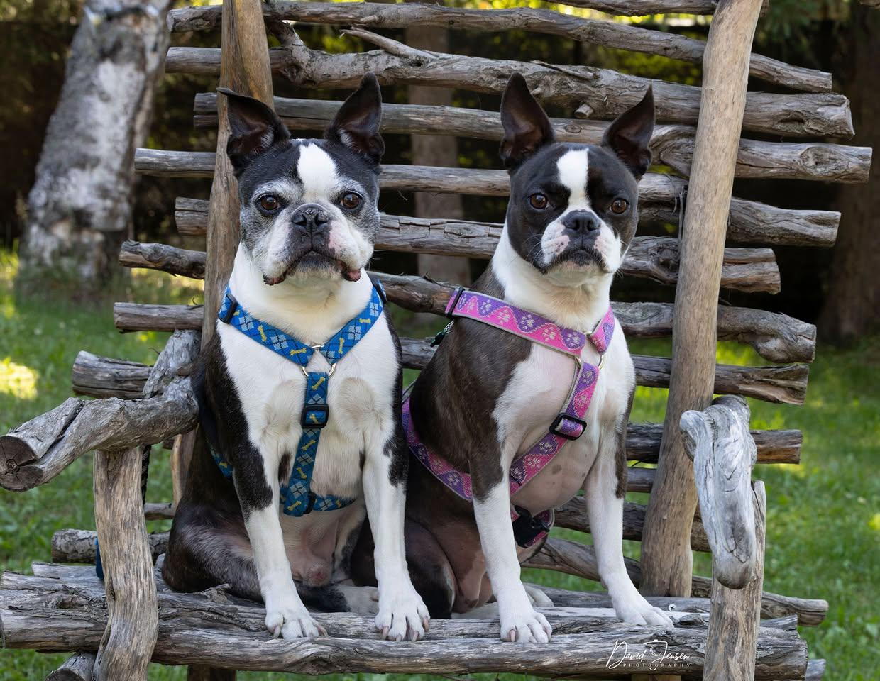 Ivy & Ollie, a ADOPTABLE Boston Terrier in Anchorage, AK image 2/2