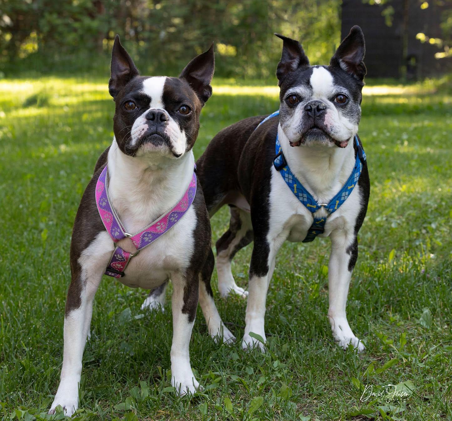 Ivy & Ollie, ADOPTABLE, Adult Male Boston Terrier.