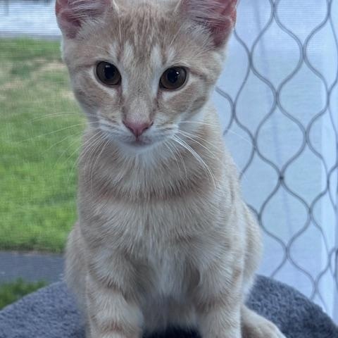 Enlarge Tigger & Tawny – A dueo of Love, Laps & Playfulness, a Adoptable Domestic Short Hair in Braintree, MA image 4/4