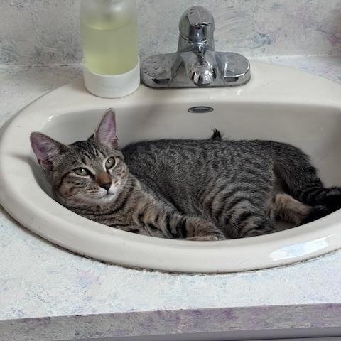 Enlarge Tigger & Tawny – A dueo of Love, Laps & Playfulness, a Adoptable Domestic Short Hair in Braintree, MA image 2/4