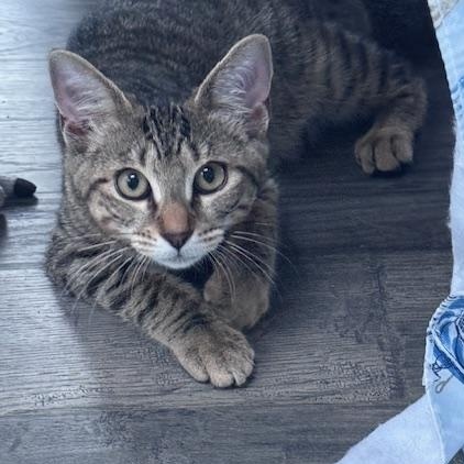 Tigger & Tawny – A dueo of Love, Laps & Playfulness, Adoptable, Young Male Domestic Short Hair.