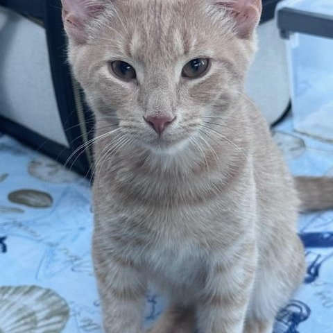 Enlarge Tigger & Tawny – A dueo of Love, Laps & Playfulness, a Adoptable Domestic Short Hair in Braintree, MA image 3/4