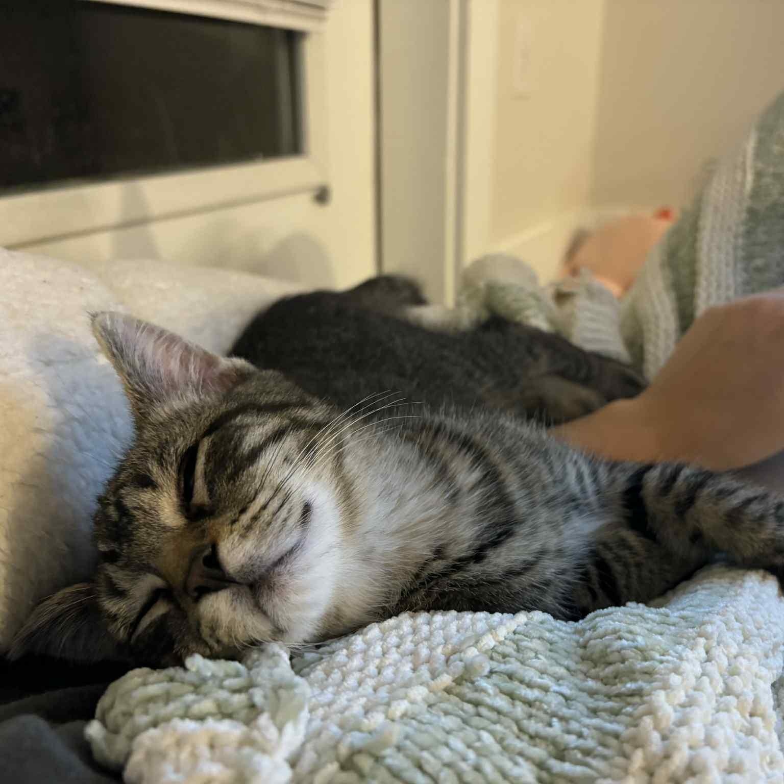 Sully Brown - in foster home