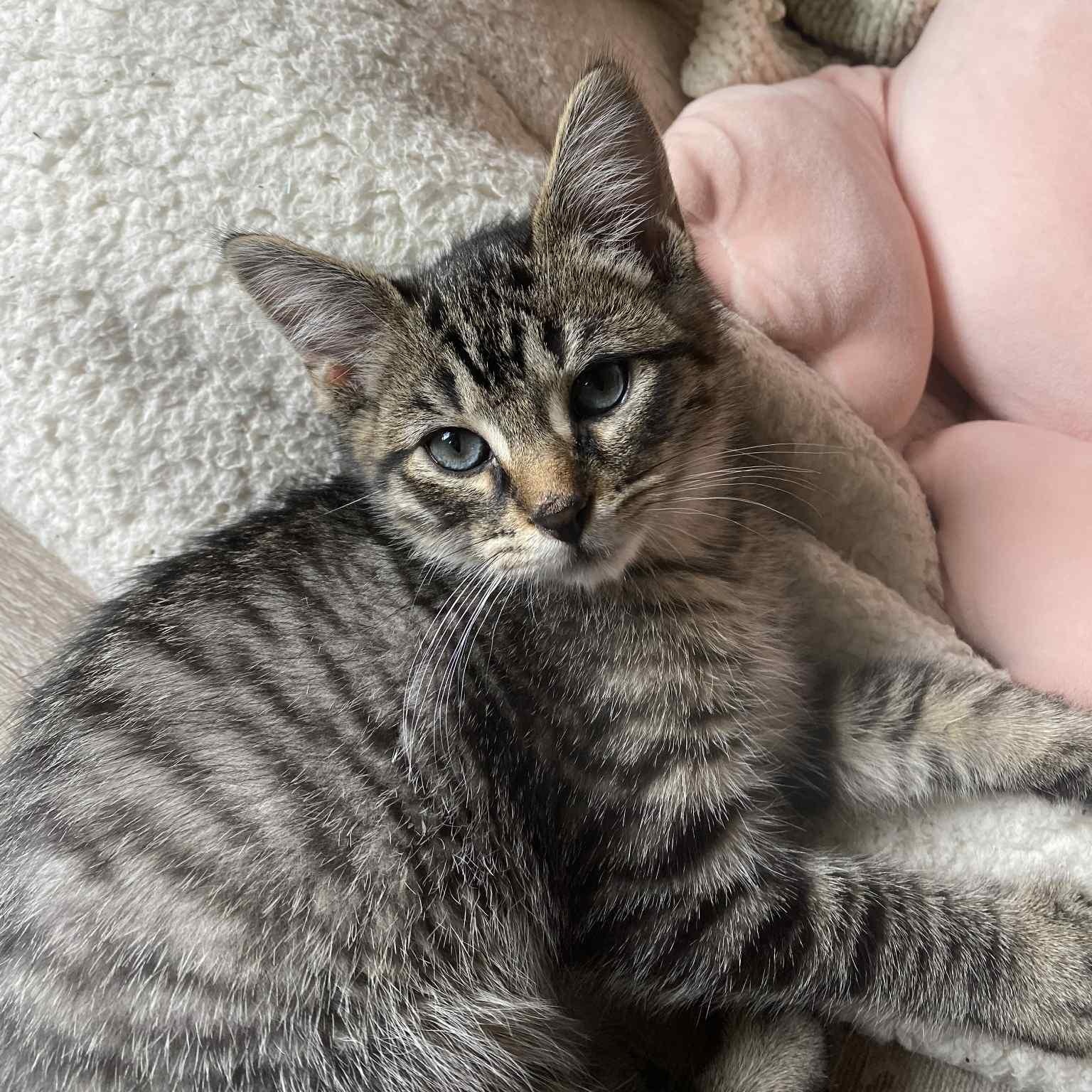 Sully Brown - in foster home