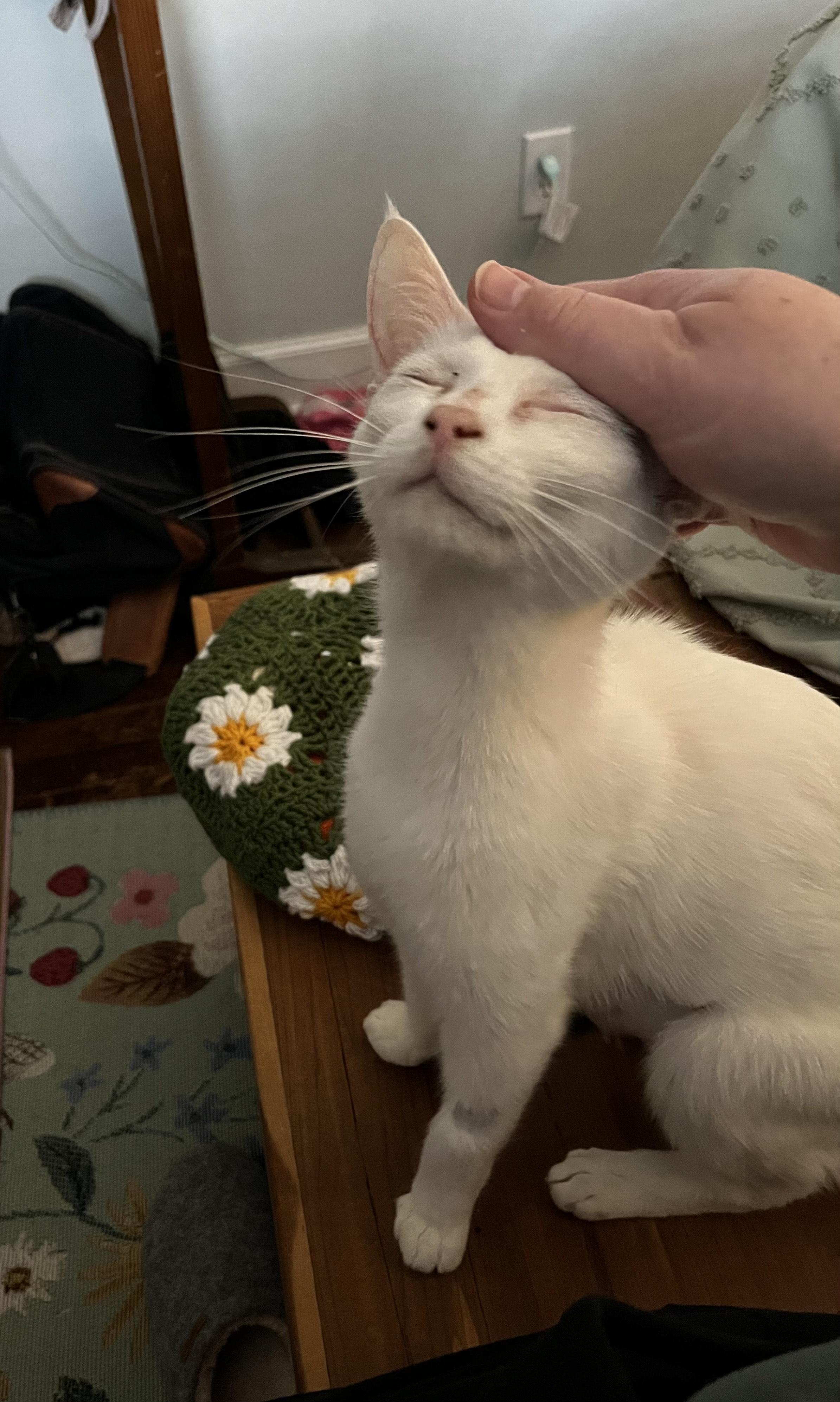 Marshmallow, Adult Female Domestic Short Hair