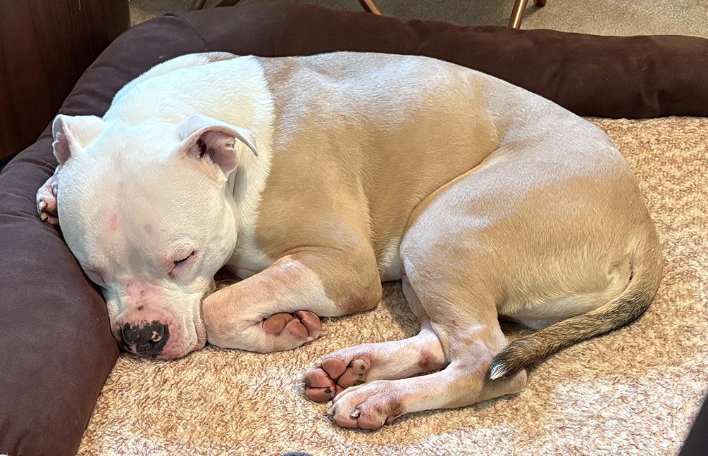 Enlarge Romeo, a ADOPTABLE American Bulldog in Chicago, IL image 5/5