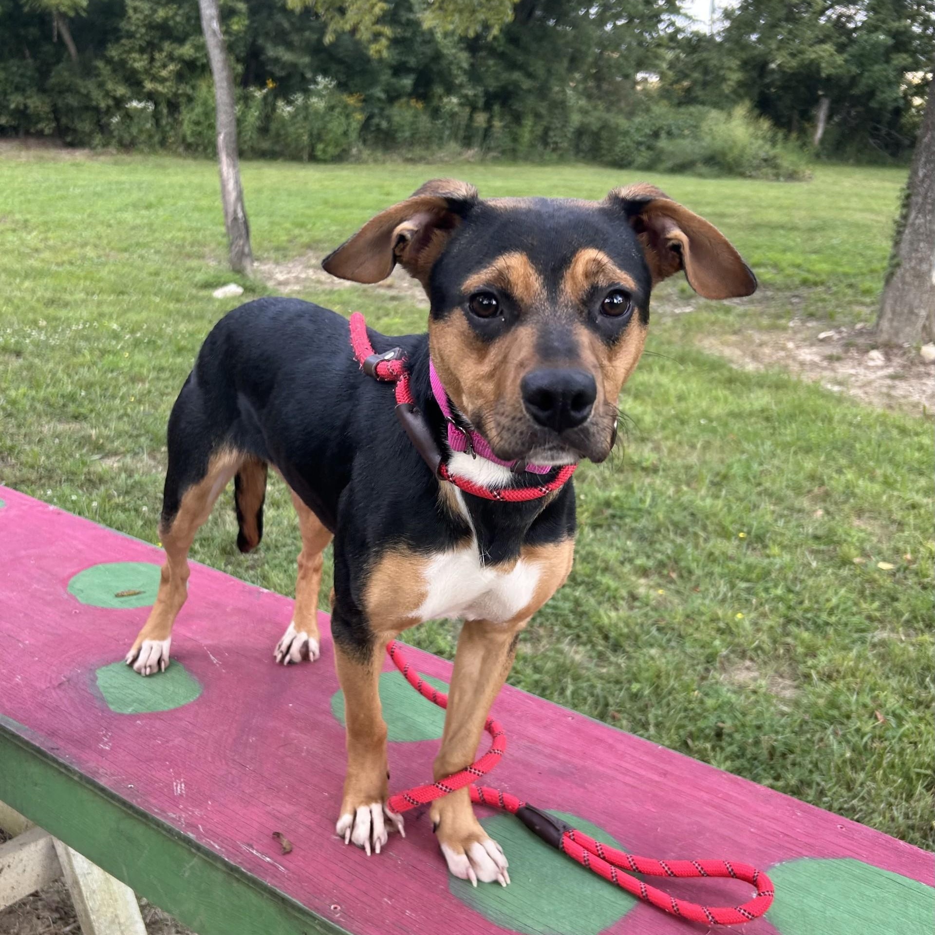 Alice, ADOPTABLE, Adult Female Hound.