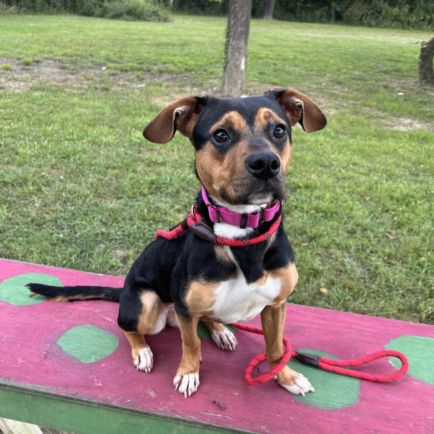 Enlarge Alice, a ADOPTABLE mixed breed in Shepherdsville, KY image 3/4