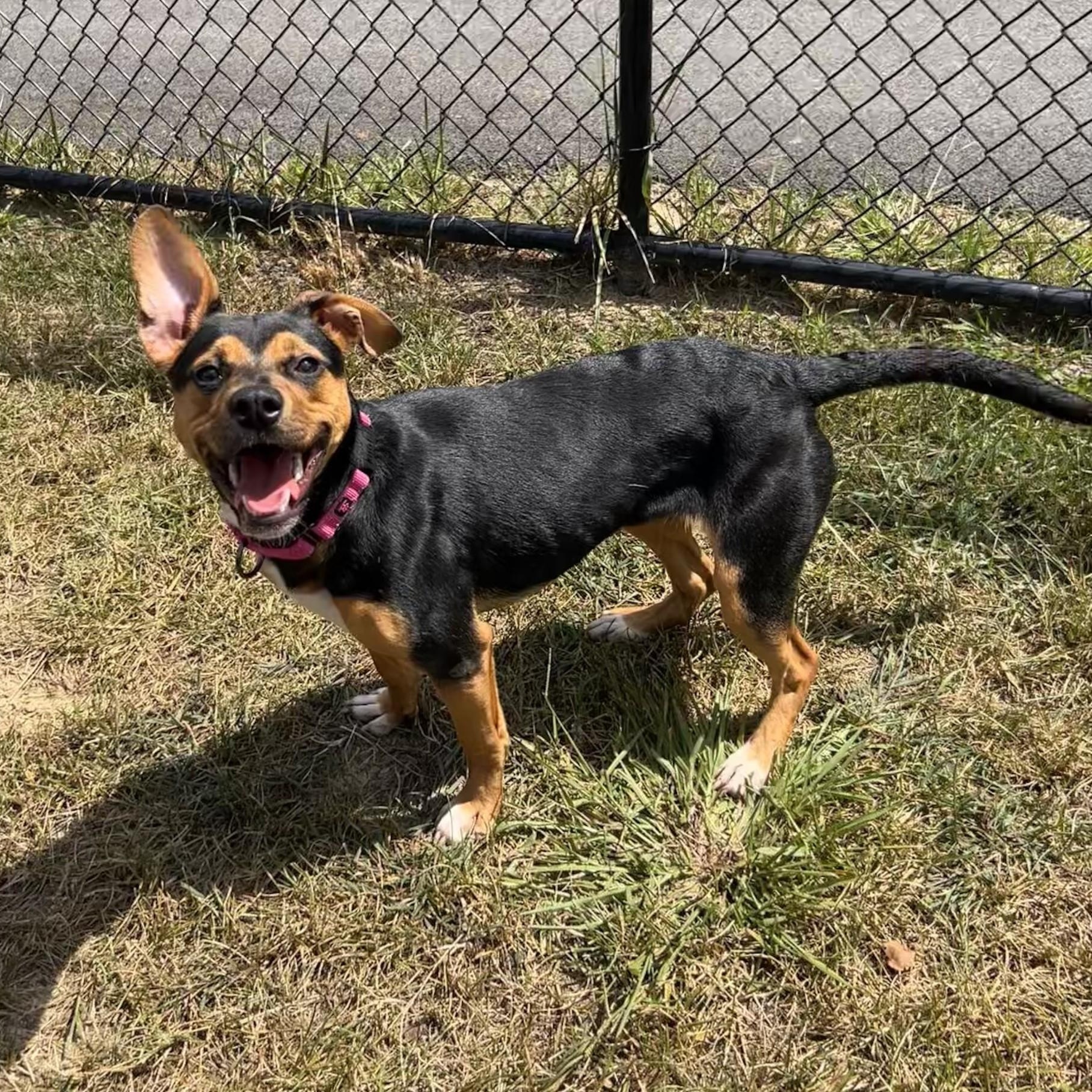 Enlarge Alice, a ADOPTABLE mixed breed in Shepherdsville, KY image 4/4