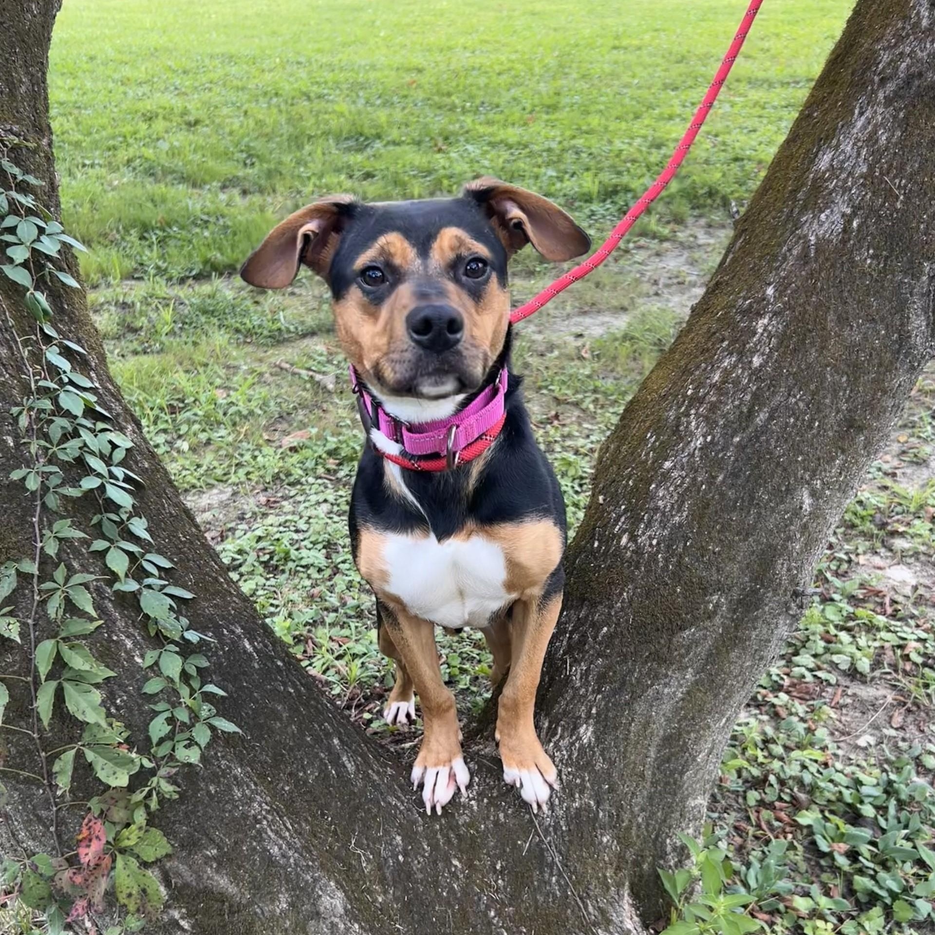 Enlarge Alice, a ADOPTABLE mixed breed in Shepherdsville, KY image 2/4