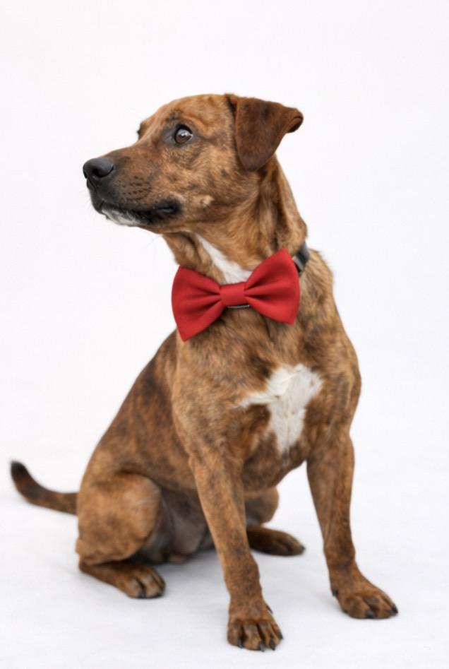 Enlarge Nutmeg, a Adoptable mixed breed in Granby, CT image 3/6