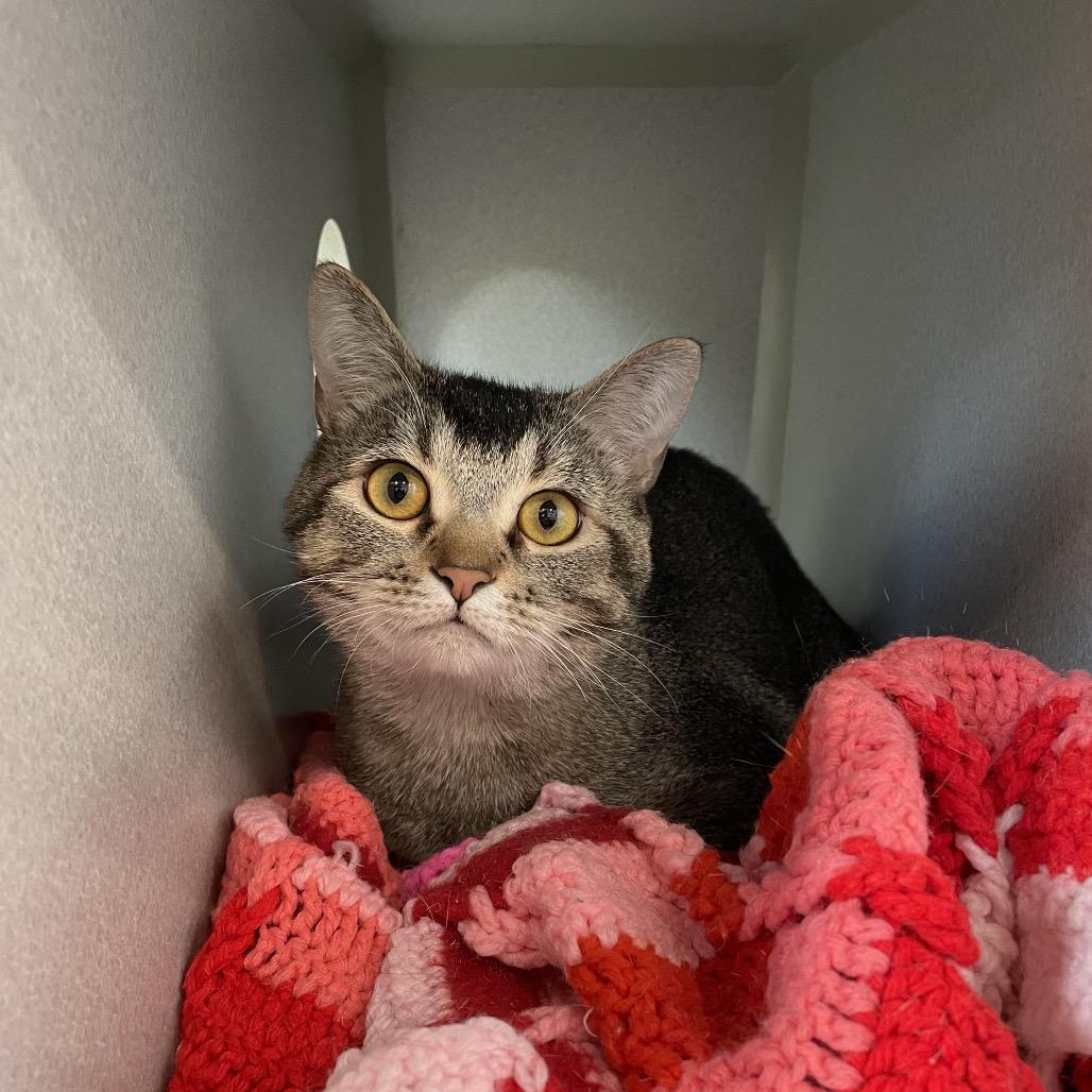 Ethan, Adoptable, Adult Male Domestic Short Hair.