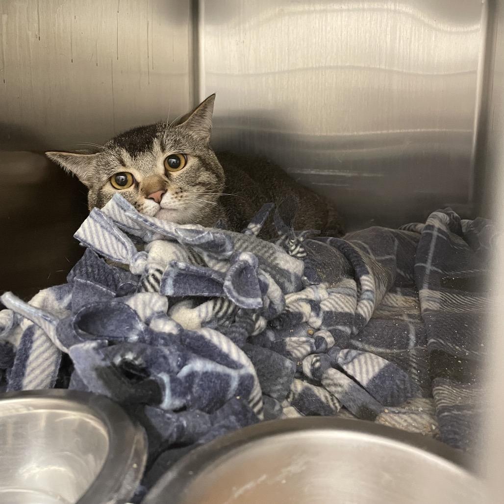 Enlarge Ethan, a Adoptable Domestic Short Hair in Rexburg, ID image 2/2